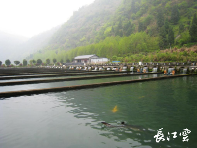 湖北通山縣闖王鎮(zhèn)三步棋“闖”出綠色新天地，推動(dòng)生態(tài)環(huán)境材料銷(xiāo)售